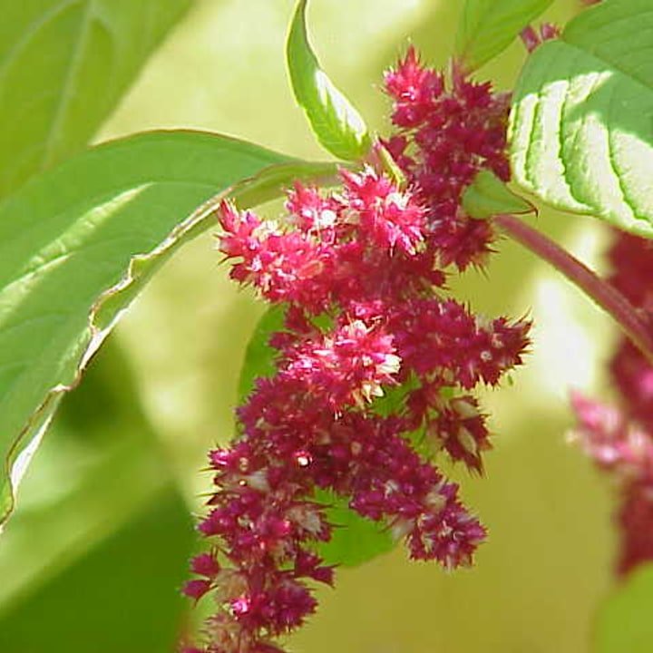 Red Amaranth Leaves
