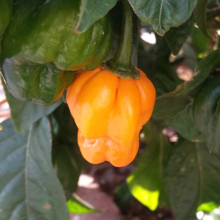 Scotch Bonnet Red