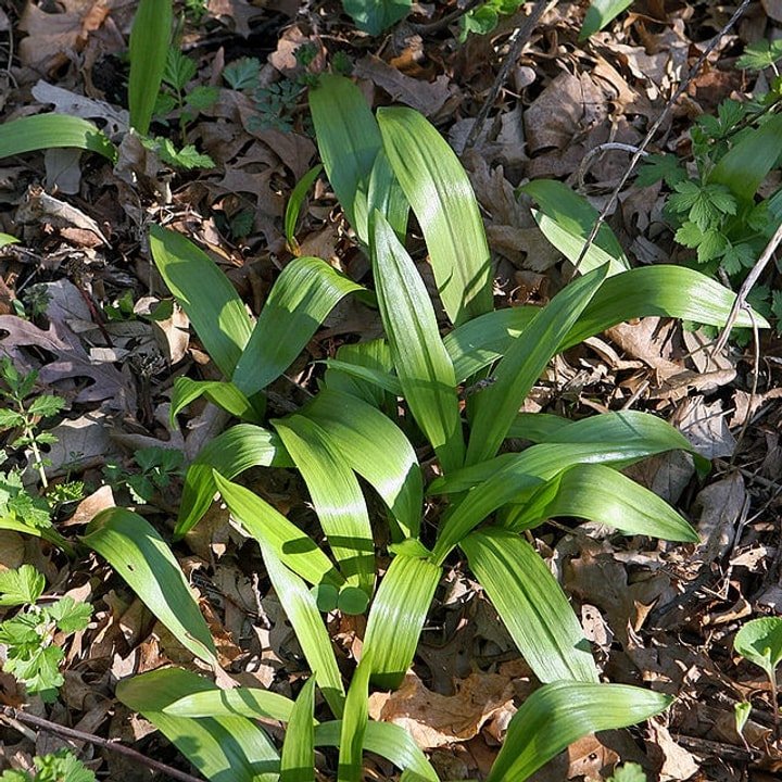 Ramps Wild Leek