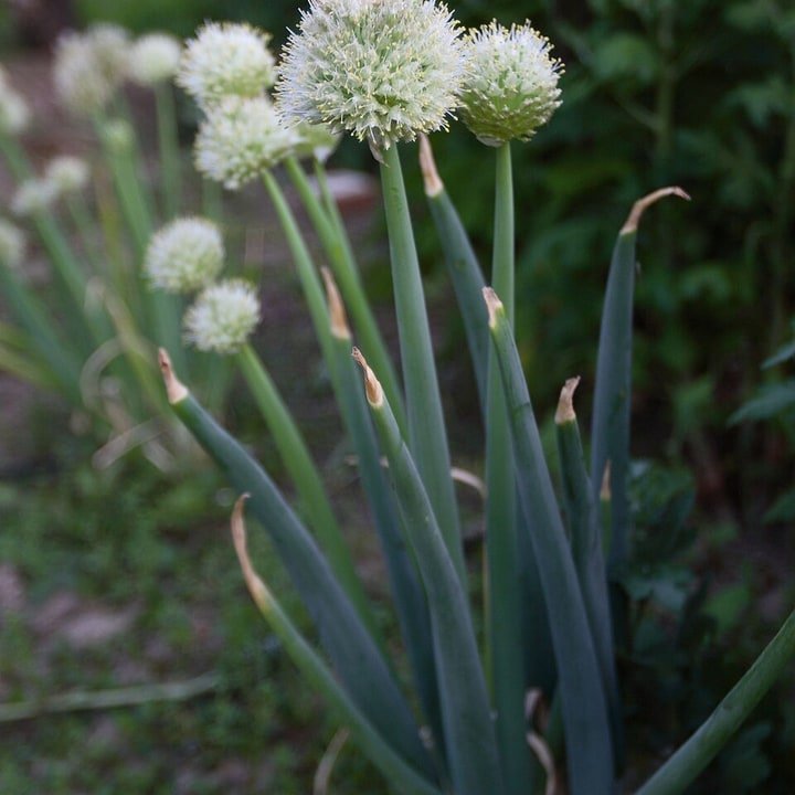 Welsh Onion Bunch